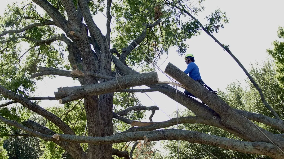 Professional Crown Thinning performed by certified arborists in Woodbourne